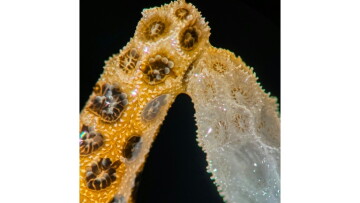 A new lab study by scientists at Stanford University finds that simply placing healthy, colorful coral in contact with their bleached counterparts is enough to bring the dying ones back from the brink