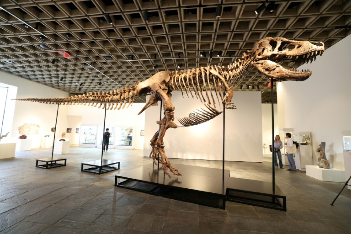 "Gus", un T-Rex parmi les plus complets au monde, exposé par Sotheby's à New York, le 1er juillet 2026