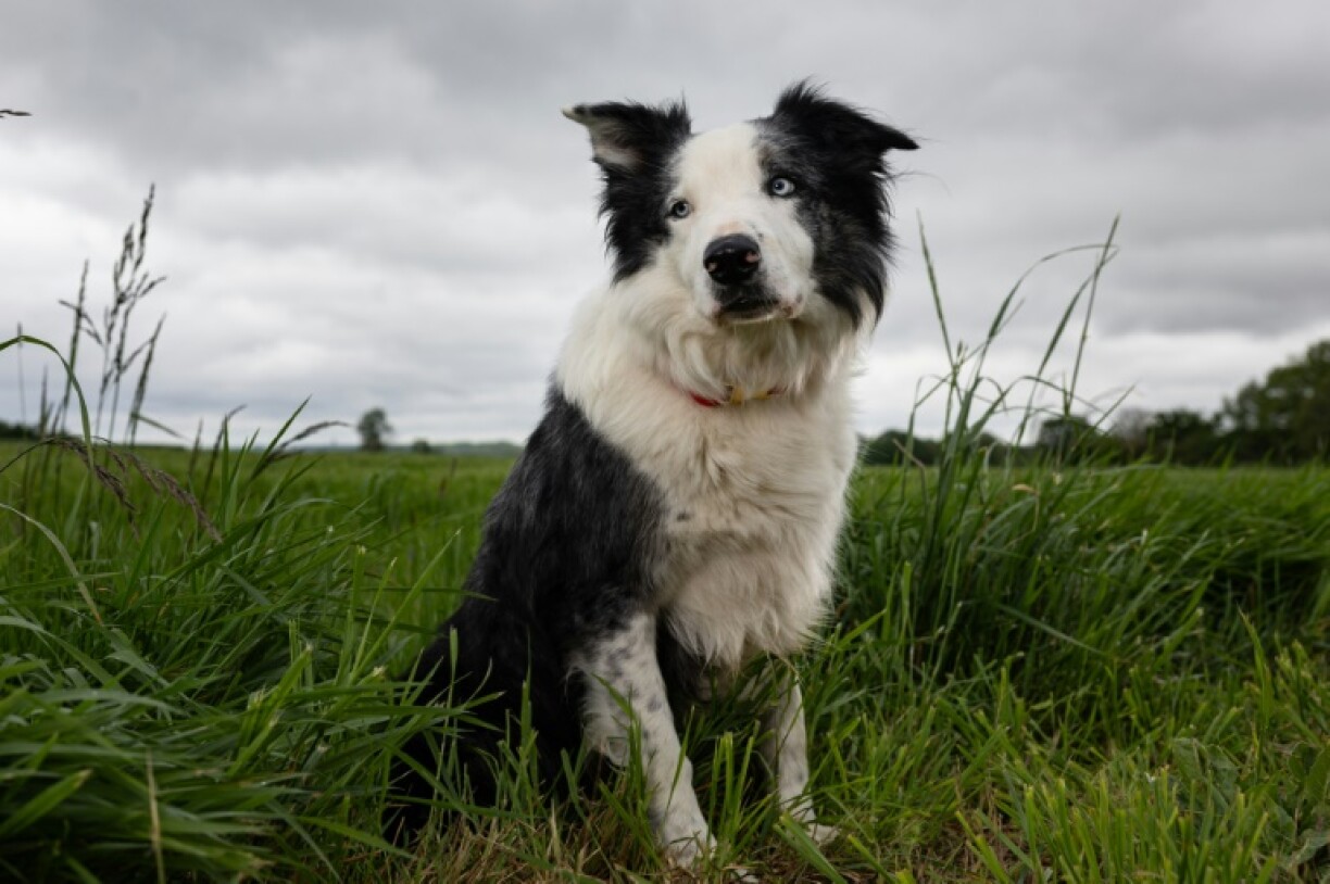 Messi, chien-star du film