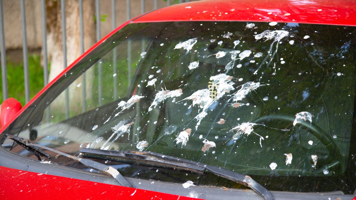 Non seulement les oiseaux aiment se soulager sur nos voitures, mais il semblerait qu'ils apprécient tout particulièrement celles qui sont rouges!