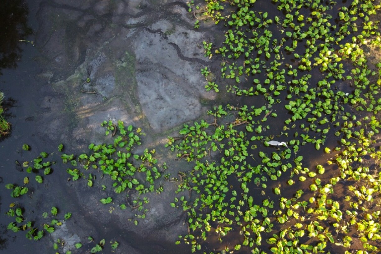 Alligator tracks can be seen in the among the wetland plants