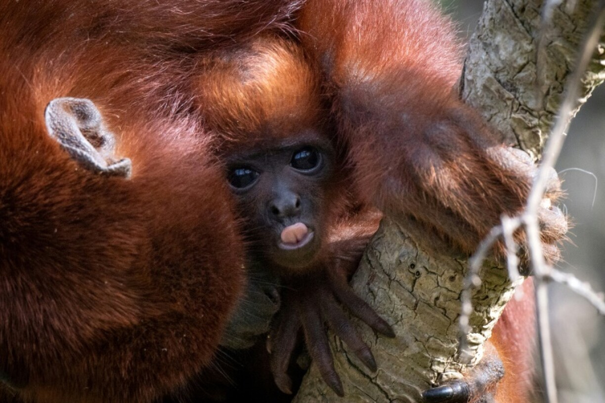 Howler monkeys -- it's in the name -- can out-yodel humans without breaking a sweat