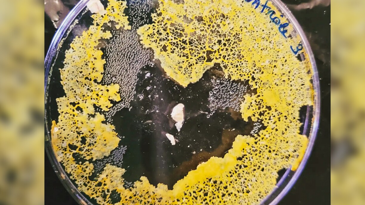 BLOB: 200 familles belges volontaires pour accueillir une mystérieuse créature unicellulaire