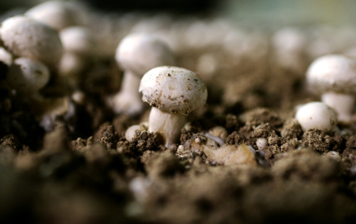 Face à un manque de pluie prolongé un peu partout en France, les champignons sauvages se font rares, au grand dam des amateurs qui peinent à en trouver