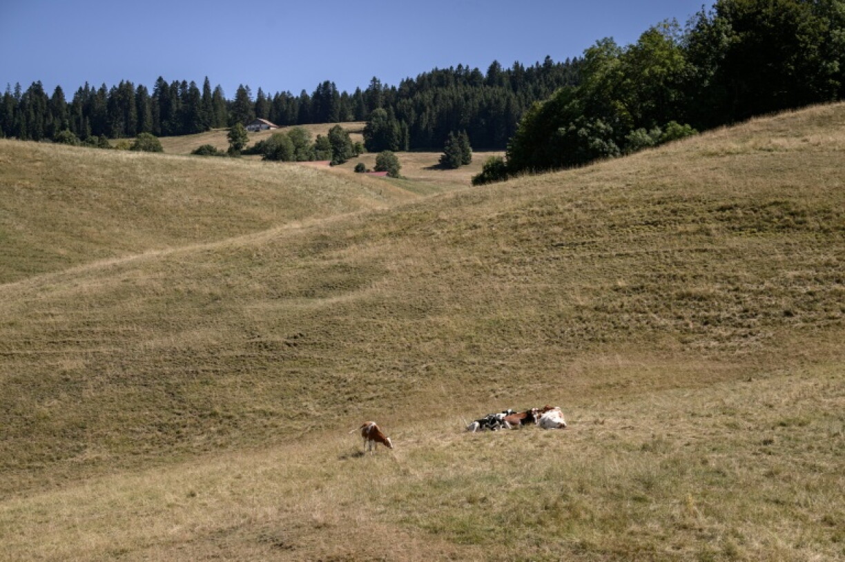 Des vaches dans une prairie desséchée au Locle, dans l'ouest de la Suisse, le 28 juillet 2026