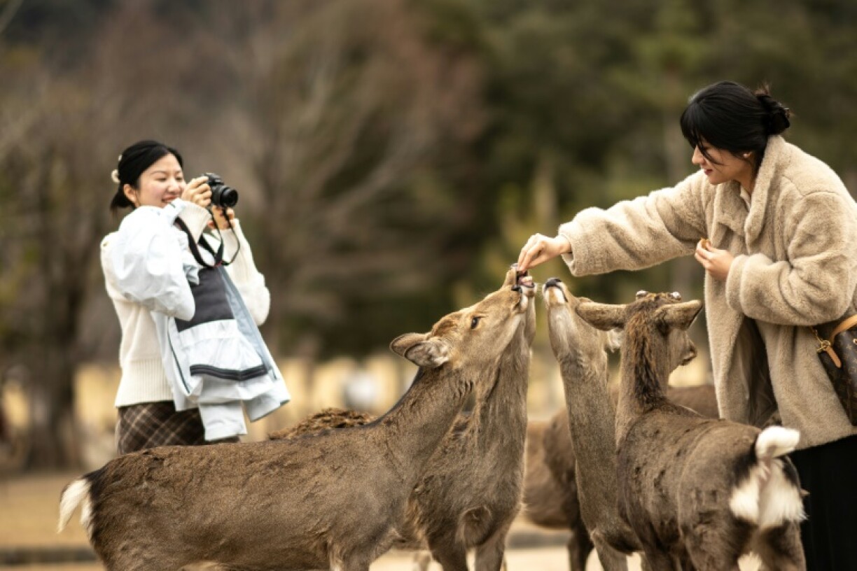 Tourists at Nara Park in Japan are only allowed to feed the deer special rice crackers, but the animals are increasingly eating rubbish by accident
