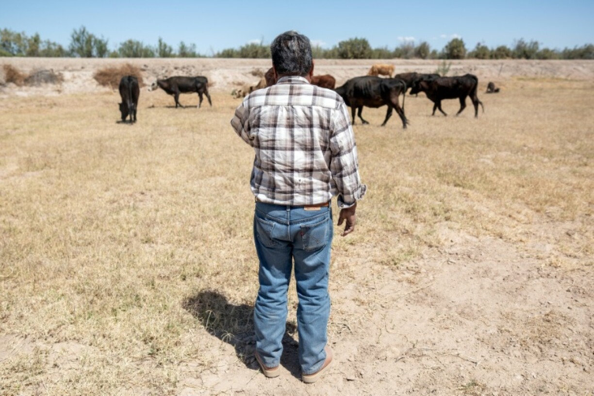 Farmer Cayetano Cisneros looks at his cows on his ranch near the Colorado River in northern Mexico