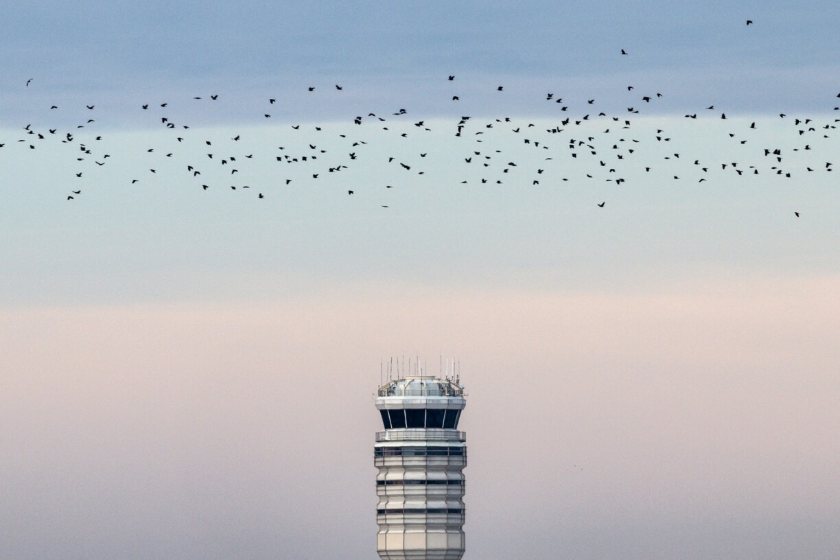 Les oiseaux, le cauchemar de nombreux aéroports, qui multiplient les mesures pour éviter le pire.