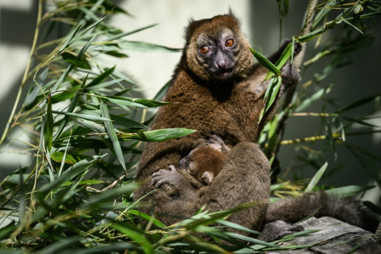Un jeune grand hapalémurien né en captivité au Parc zoologique de Besançon le 6 mai 2026, s'accroche à sa mère à Besançon, le 10 juin 2026