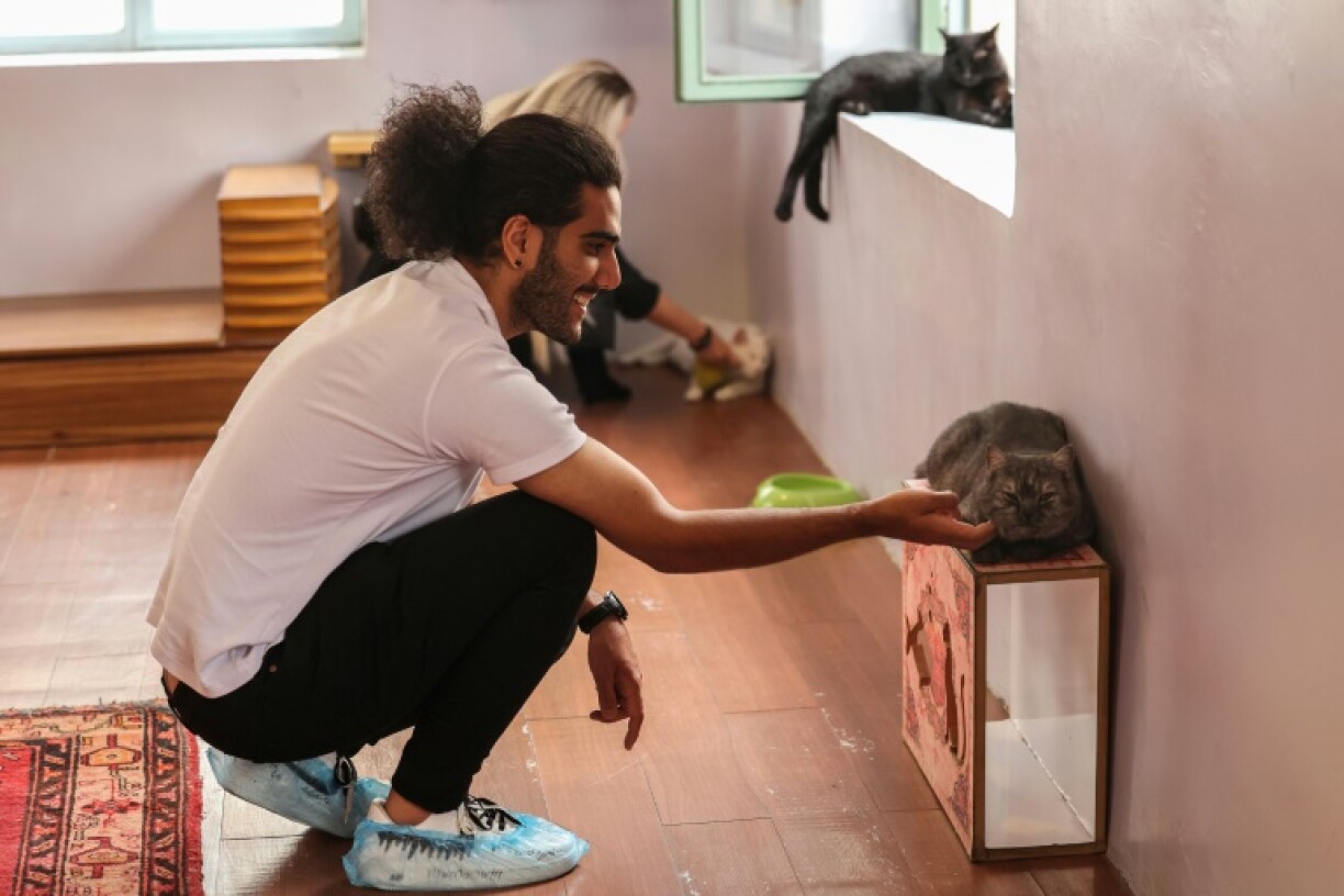 Des visiteurs caressent des chats au musée-café