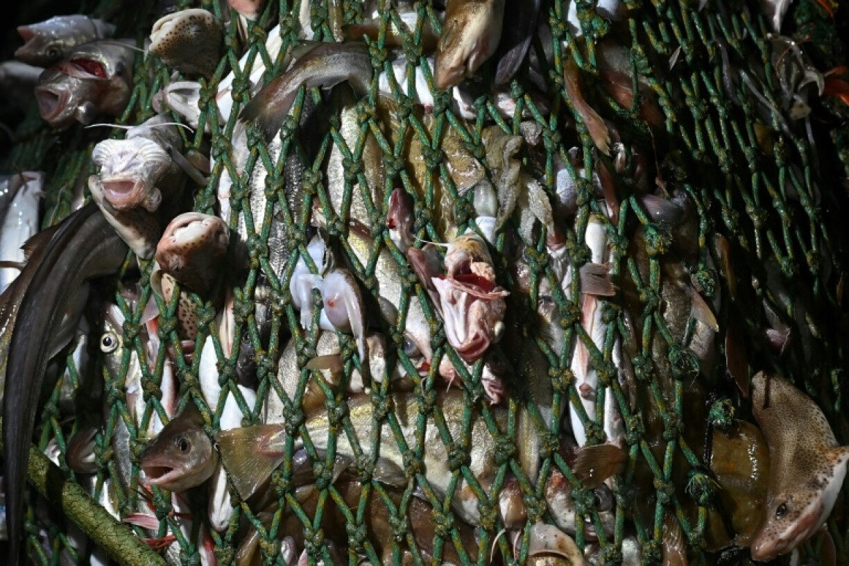 Conservation groups want to see no-fishing bans imposed over marine protected areas