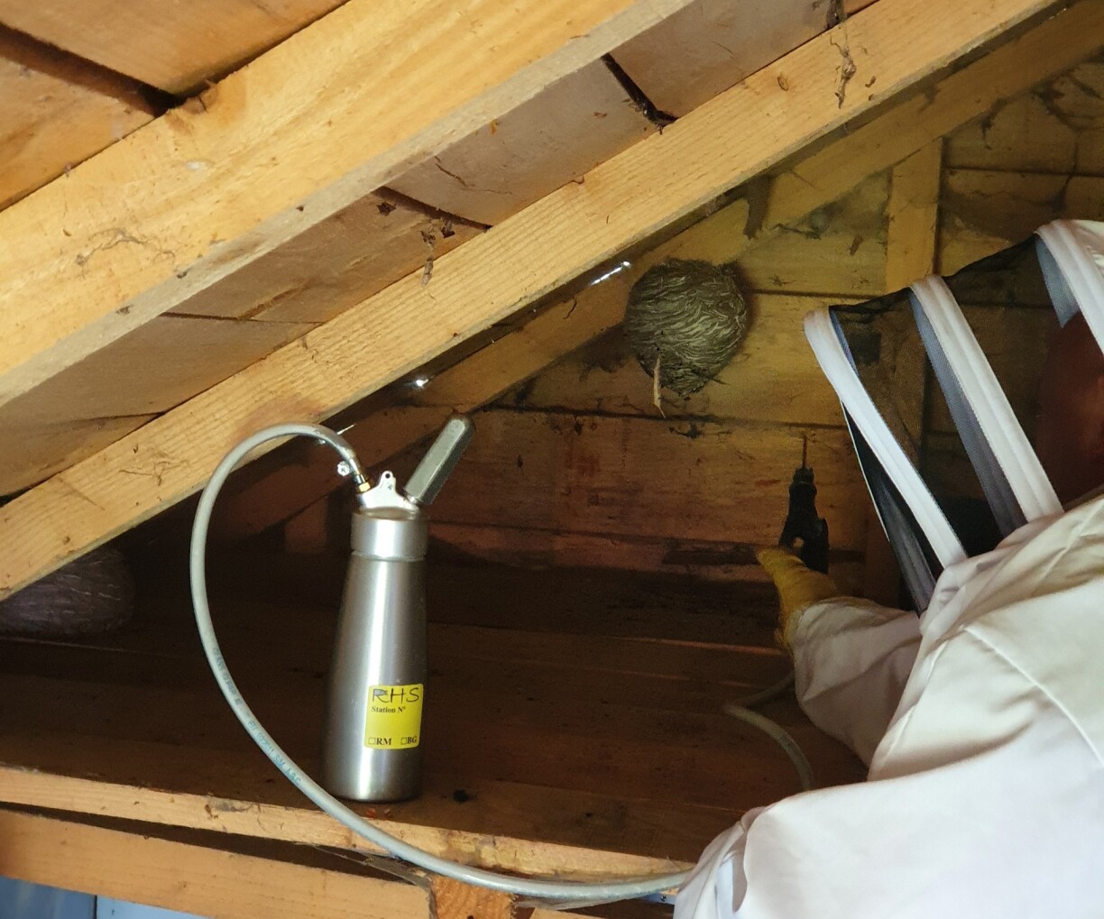 L'intervention sur un nid de guêpe reste une opération périlleuse.