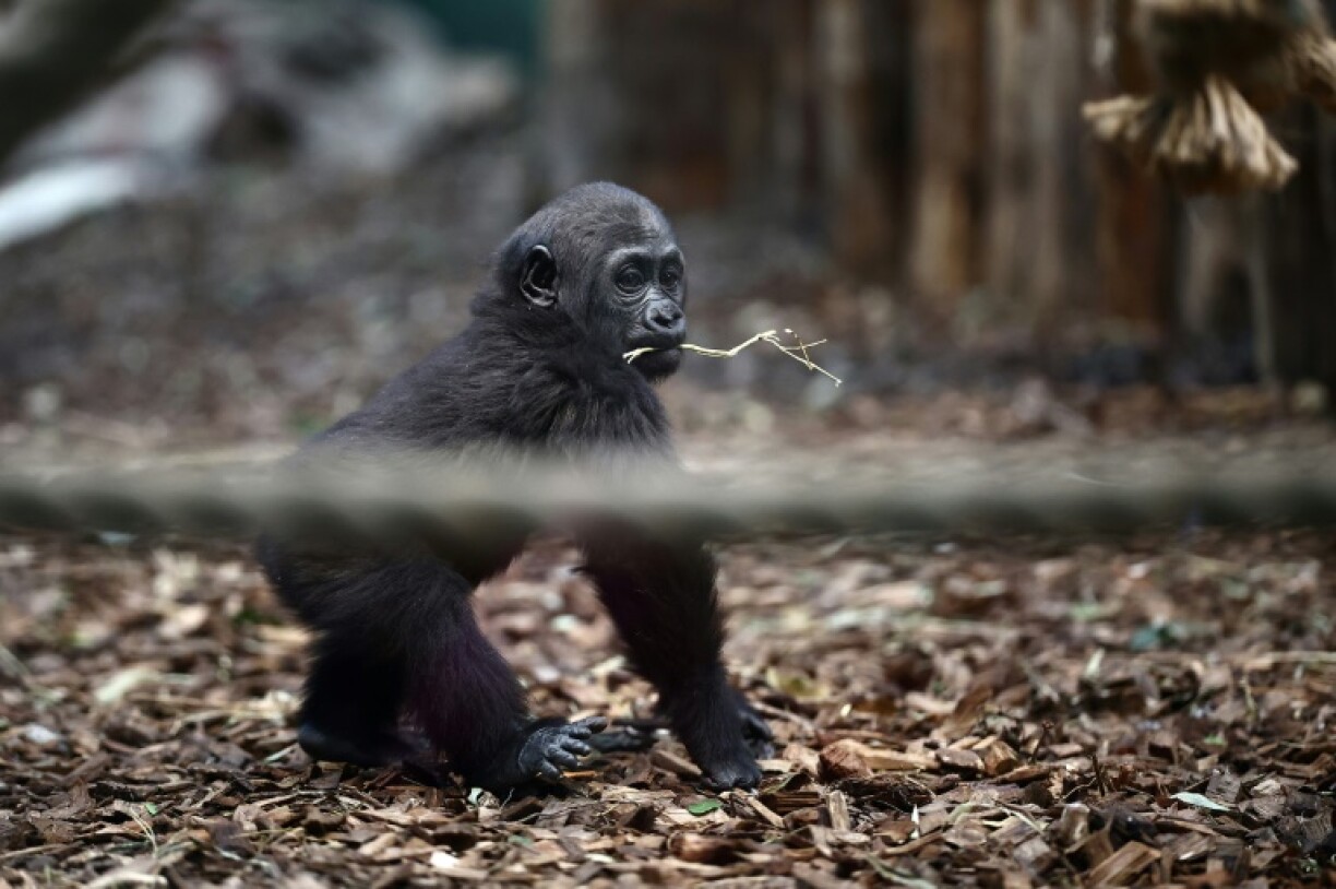 'We're really excited about the baby gorillas,' said Glynn Hennessy, the zoo's lead keeper of primates