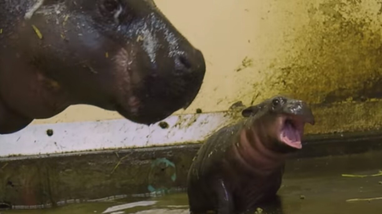 Un hippopotame pygmée est né au zoo de Taronga, à Sydney: il suit sa maman partout où elle va (vidéo)