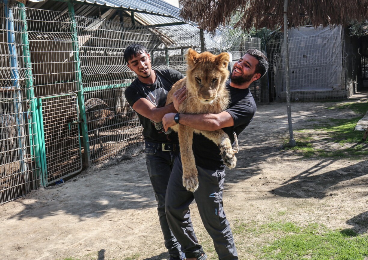 Palestinian zoo workers hold up the lioness