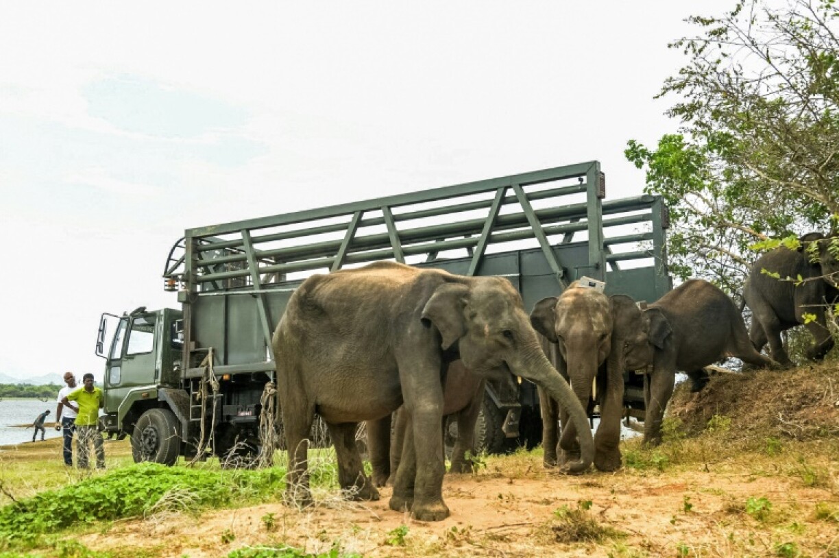 Sri Lankan authorities returned six orphaned or injured elephants back into the wild after nursing them back to health
