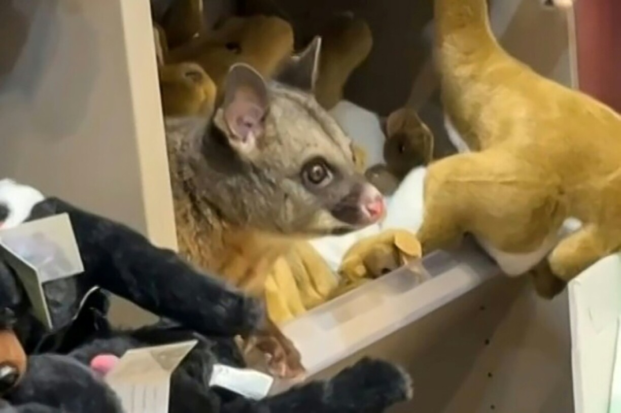 Cette image extraite d'une vidéo réalisée par Melissa Oddie le 18 mars 2026 et reçue via AFPTV, montre un opossum sauvage sur une étagère, au milieu de peluches, à l'aéroport de Hobart, en Tasmanie