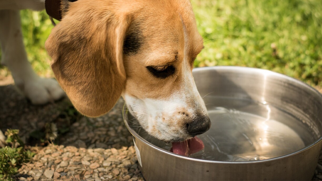 Chaleur: voici les conseils d'une vétérinaire pour protéger vos animaux