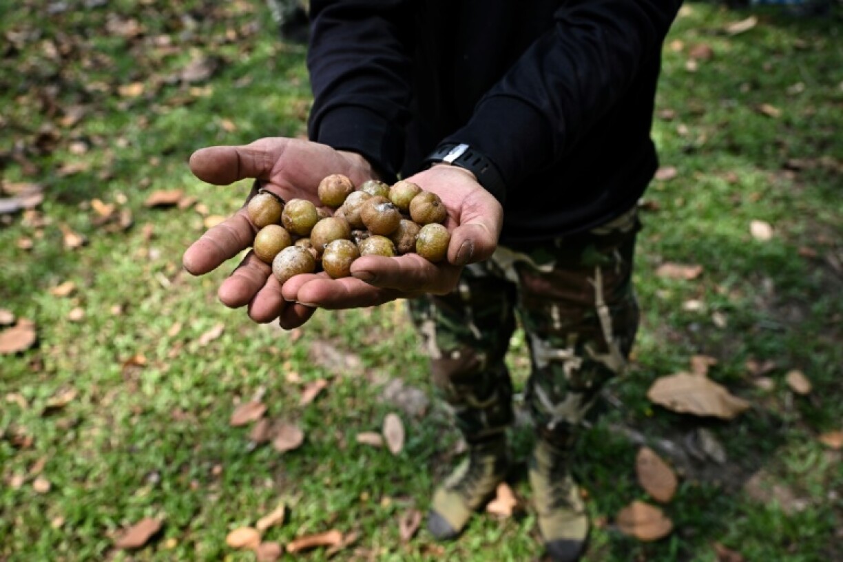 Seeds must be checked at each collection site for signs of rot or insect infestation