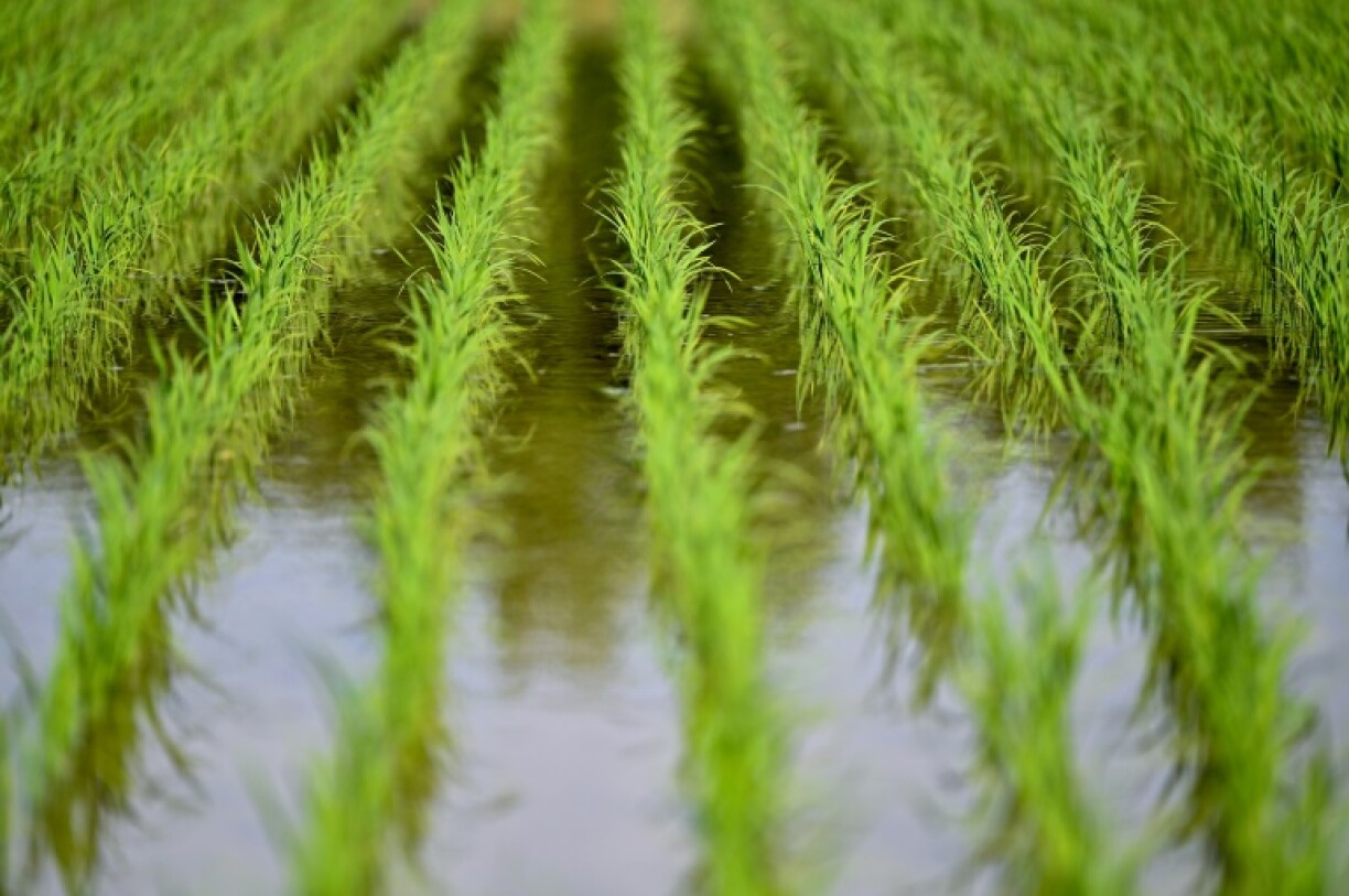 A row over the cost of rice in Japan is threatening to deal the government a blow at the ballot box