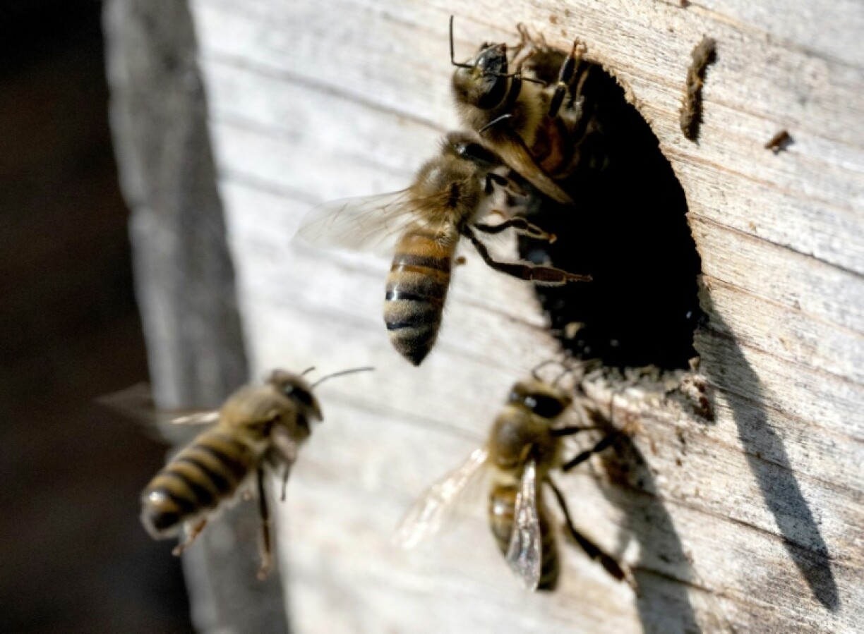 DNA analysis of honey can reveal what plants the bees frequented