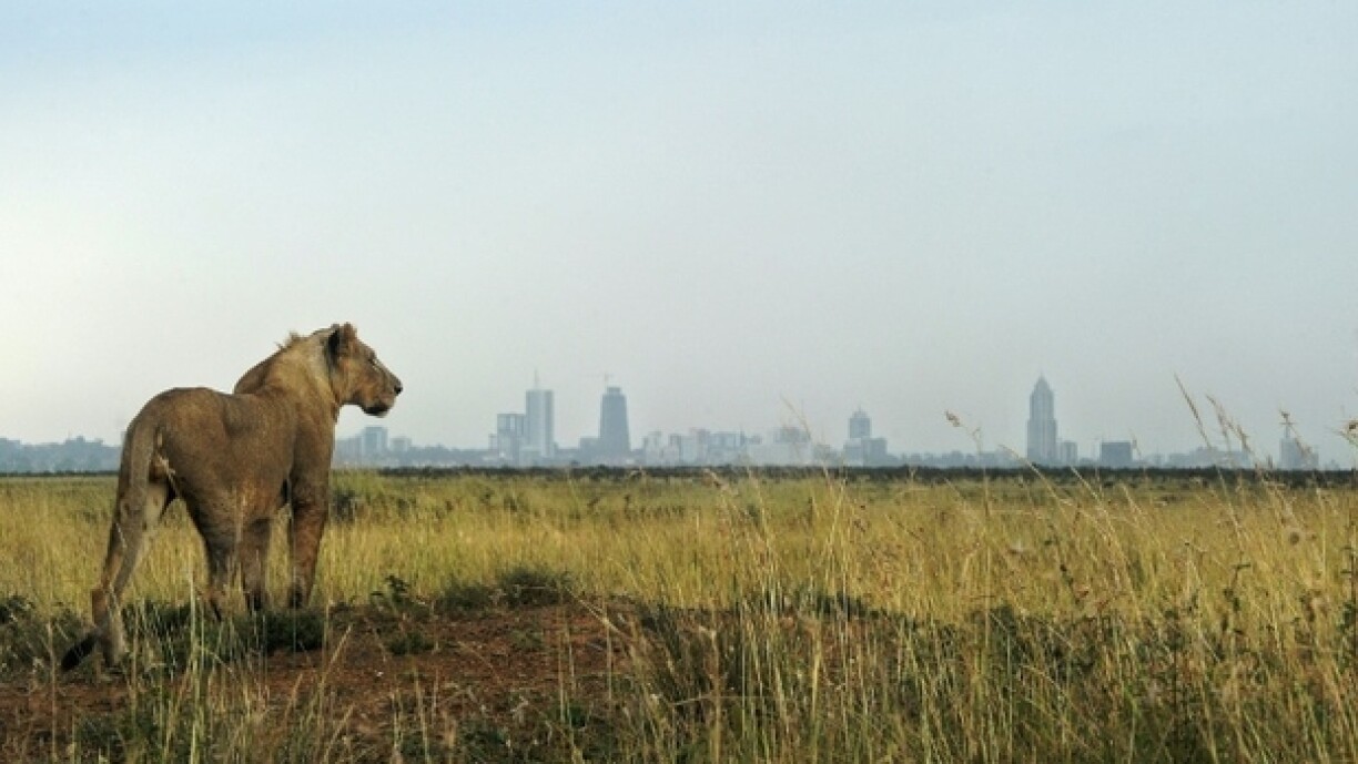 En Léiwin an der Géigend vun Nairobi (Kenia).