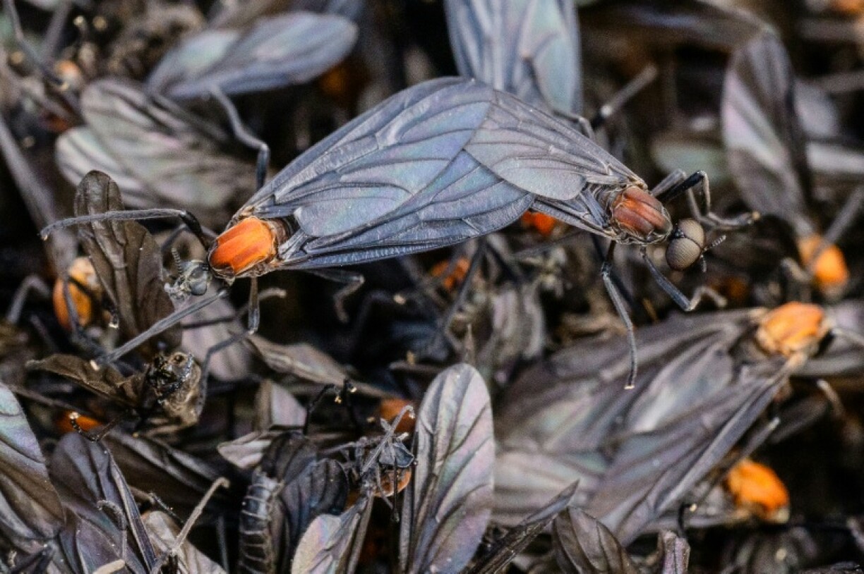 First reported in Incheon in 2015, South Korea is now annually hit by a weeks-long infestation of 'lovebugs', a type of March fly