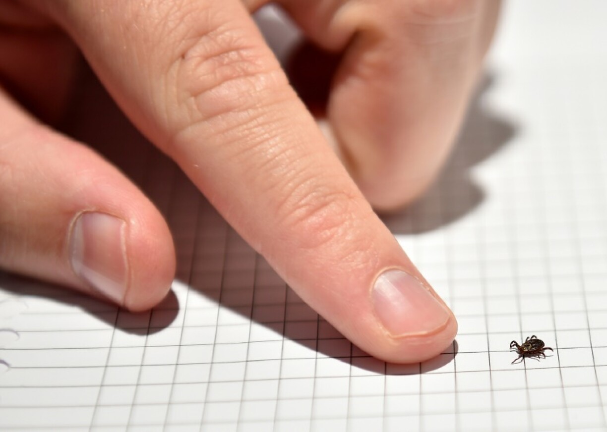 14 diagnoses of Lyme disease have been made in Luxembourg since the start of the year.