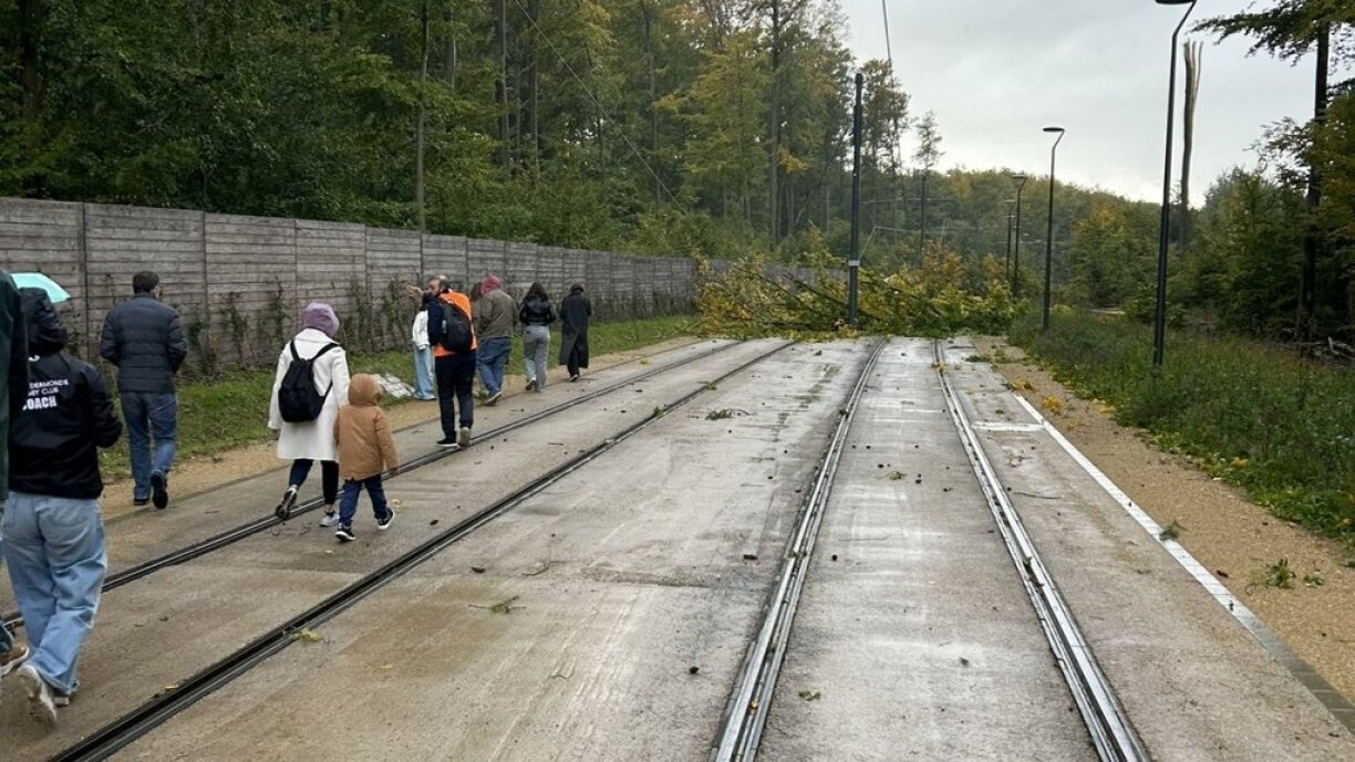 Les voies du tram ont été bloquées par la chute d'un arbre samedi