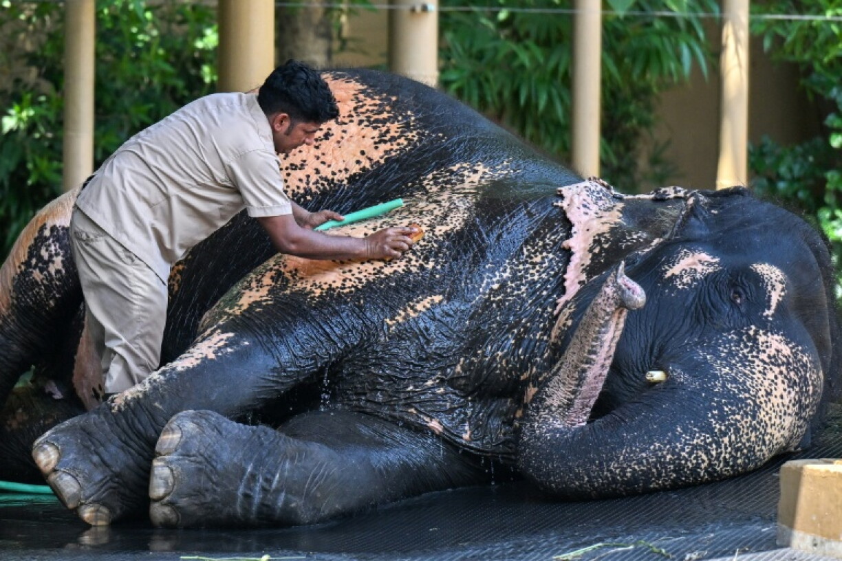 A keeper bathing an elephant at the Vantara Wildlife Rescue and Conservation Centre