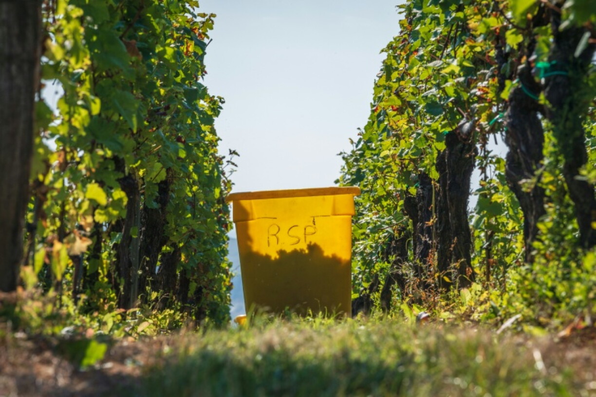 Début des vendanges à Marlenheim, en Alsace, le 13 septembre 2021