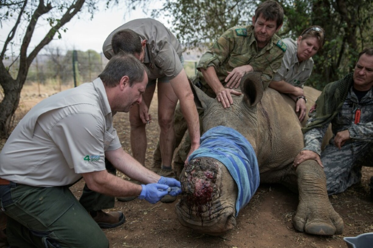 A recent study in South Africa showed dehorning rhinos reduced poaching by up to 78 percent