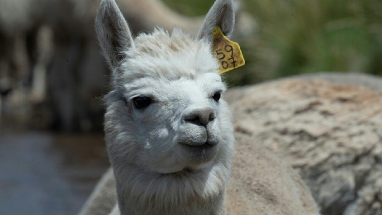 En Alpaka (Symbolfoto).