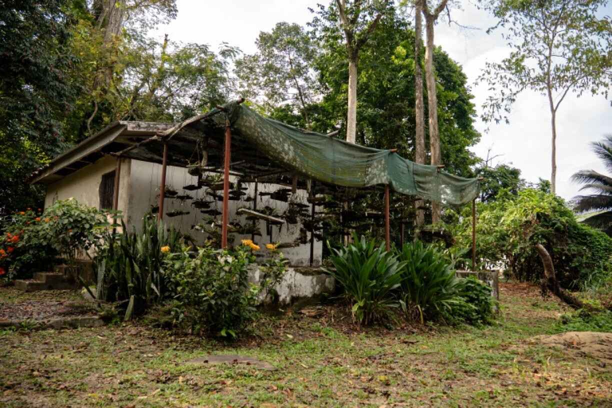 The Sibang botanical garden houses many of Gabon's unique plant species