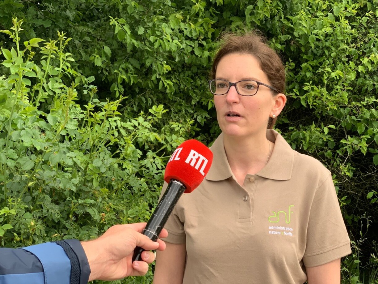 Erklärunge vum Elisabeth Freymann vun der Naturverwaltung.