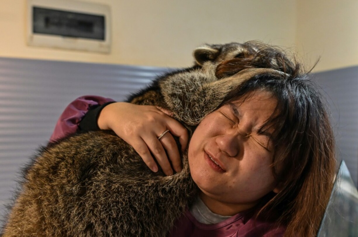 Un raton laveur sur l'épaule d'une femme au Raccoon Cafe à Shanghai, le 25 février 2021