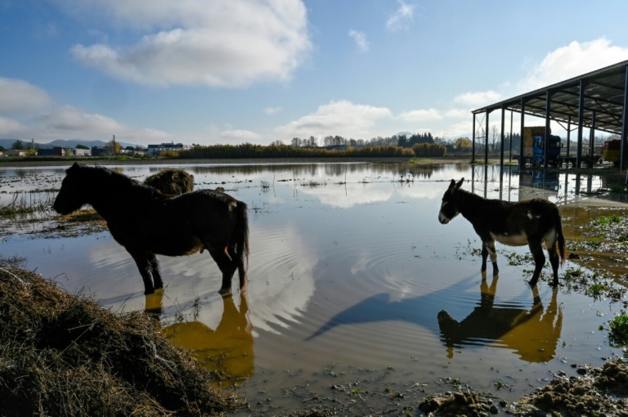 Un cheval et un âne au milieu de terrains inondés dans le sud de la France le 2 décembre 2019