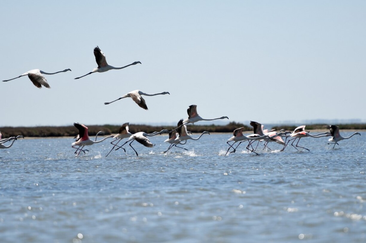 Des flamands volent au dessus du lagon Narta dans le sud de l'Albanie le 19 avril 2020