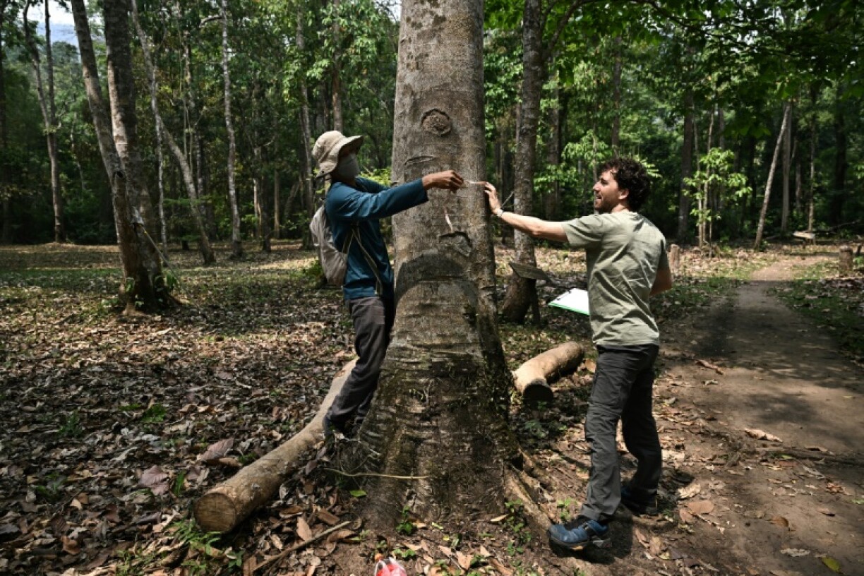 British and Thai scientists hope to learn which trees are more resilient to climate change