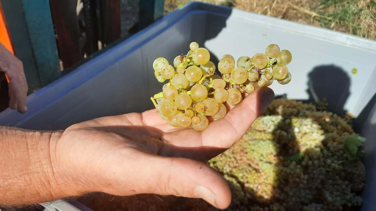 "À cause de la sécheresse, il y a moins de jus dans les baies et les grappes sont plus dégarnies cette année", décrit Serge Gales, vigneron à Bech-Kleinmacher.