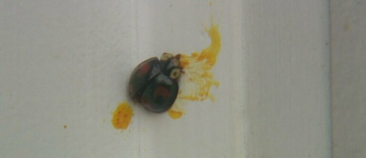 Wgl och oppassen, wann Dir Dieren a Fënsteren zoumaacht...