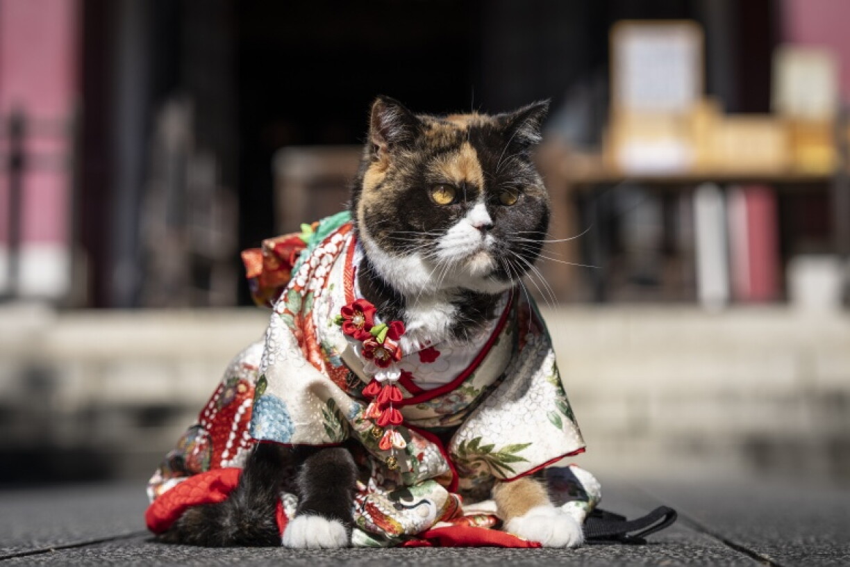 Un chat vêtu d’un kimono est assis au sanctuaire Ichigaya Kamegaoka Hachimangu, à Tokyo, le 31 octobre 2026