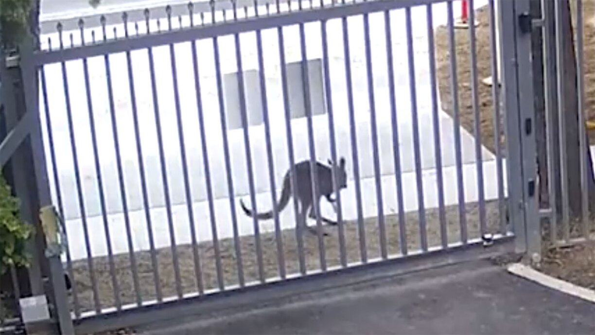 Un kangourou tente de rentrer dans l'ambassade de Russie en Australie (vidéo)