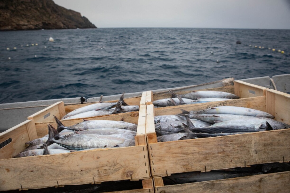 sur 148 boîtes de thon en conserve testées, toutes étaient contaminées par du mercure.