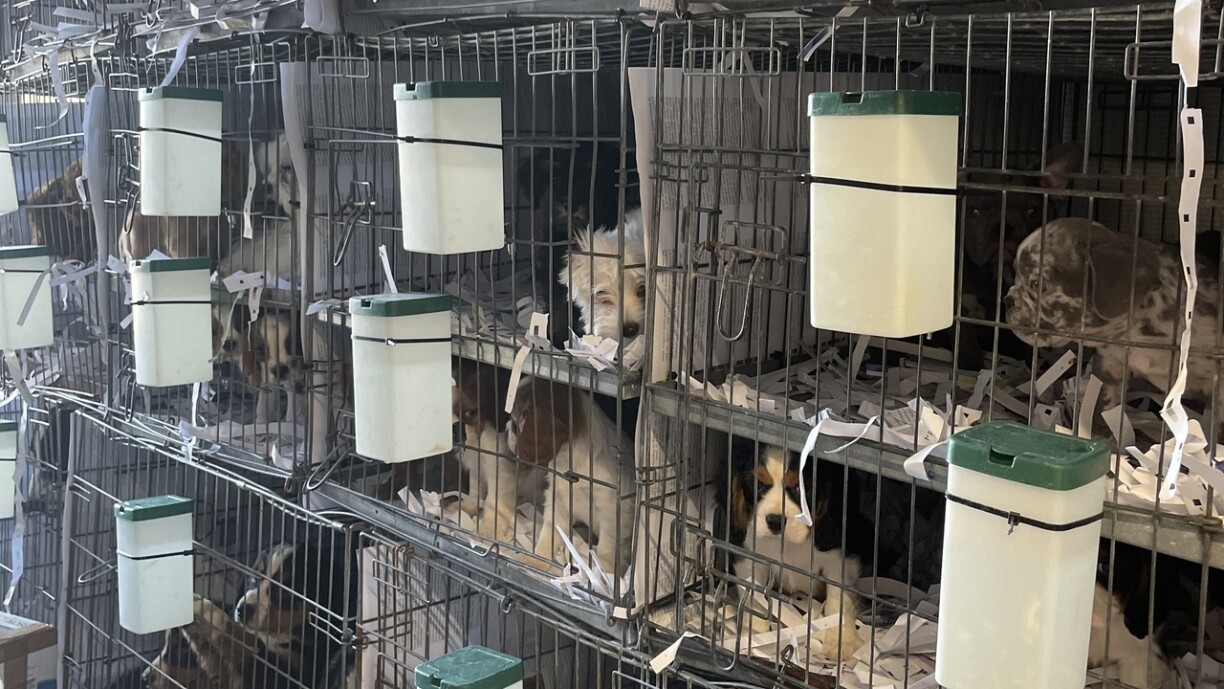 D'Muppen an de Käfeger am Transporter.