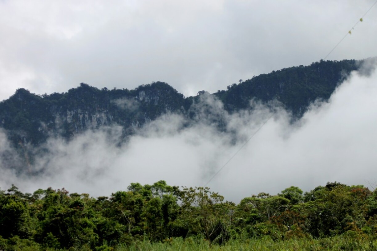 The island of New Guinea is home to the third-largest expanse of rainforest on the planet and has long been celebrated as one of the 'lungs of the Earth'