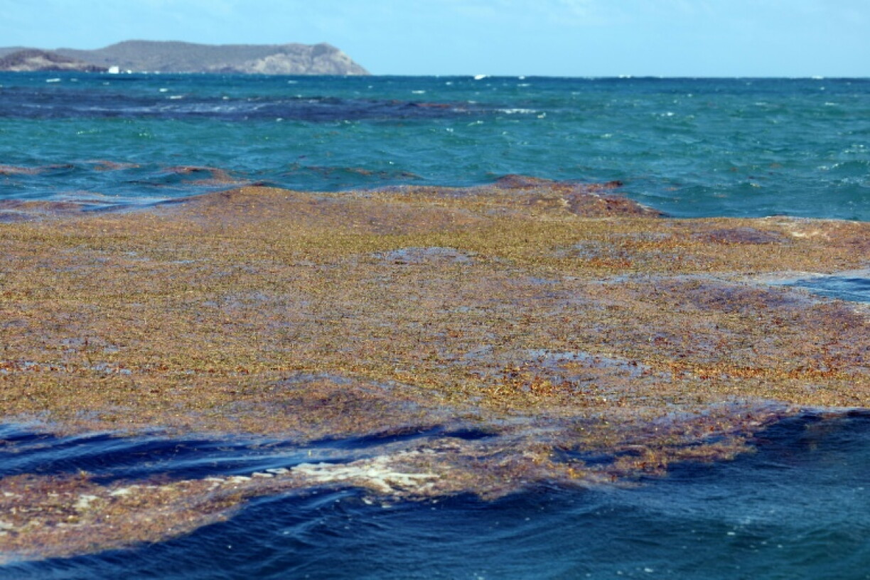 Des sargasses près de la côte du Robert, en Martinique, le 13 février 2022