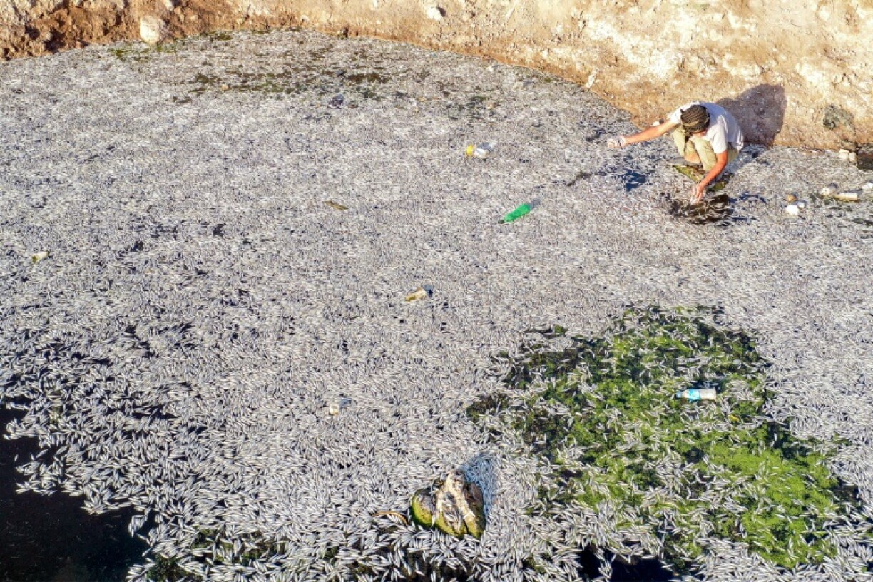 This aerial view shows a man inspecting dead fish during a mass die-off at the Ibn Najm marsh