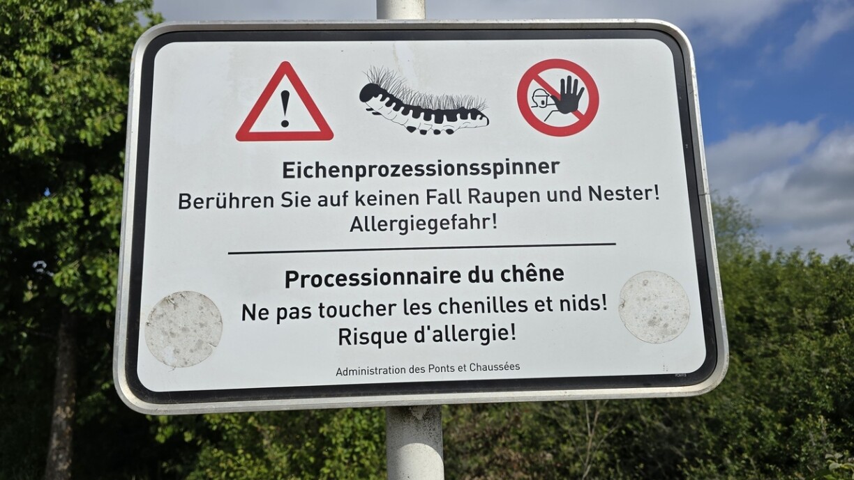 La piste cyclable de Sanem est l'un des endroits du pays qui regorge de ces petites bêtes