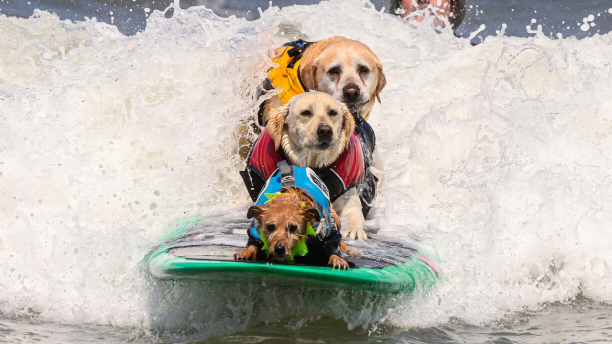 D'lescht Joer huet dësen Trio um Surfbriet eng besonnesch gutt Figur gemaach.